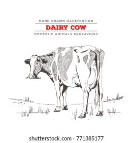 Dairy Cow, whole body illustration. Hand drawing with a vintage and realistic feel.