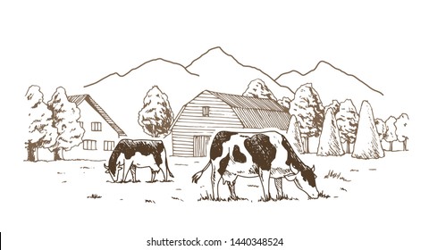 Dairy farm. Cows graze in the meadow. Rural landscape, village vintage sketch.