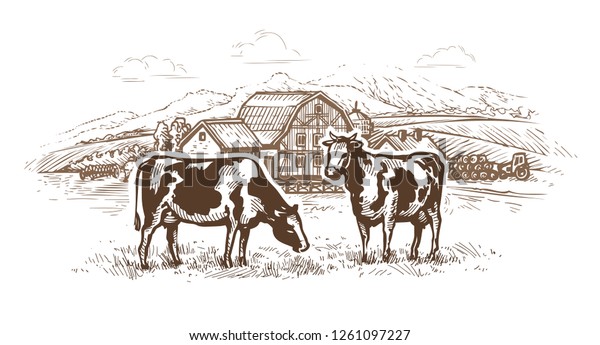 Dairy farm. Cows graze in the meadow. Rural\
landscape, village vintage\
sketch