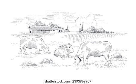 Dairy farm.  Rural landscape with cows  in a meadow . Hand drawn vector illustration