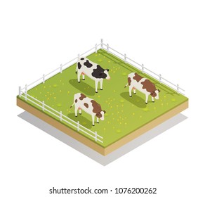 Dairy production milk factory isometric composition with images of cows depasture on grass in farm yard vector illustration