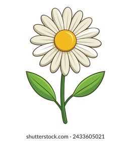 Daisey Flower Illustration on White Background
