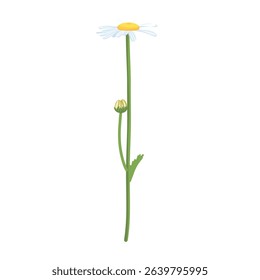 Daisie on a white background. Realistic daisy. Chamomile flowers medicinal. Daisy flower background