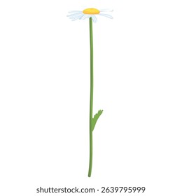 Daisie on a white background. Realistic daisy. Chamomile flowers medicinal. Daisy flower background