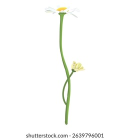 Daisie on a white background. Realistic daisy. Chamomile flowers medicinal. Daisy flower background