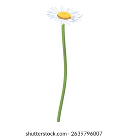 Daisie on a white background. Realistic daisy. Chamomile flowers medicinal. Daisy flower background