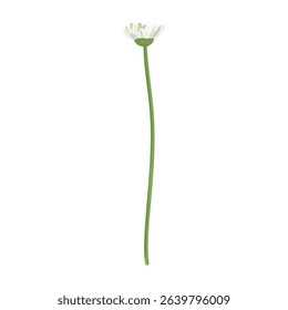 Daisie on a white background. Realistic daisy. Chamomile flowers medicinal. Daisy flower background