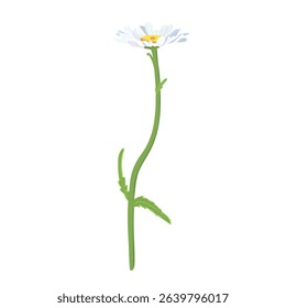 Daisie on a white background. Realistic daisy. Chamomile flowers medicinal. Daisy flower background