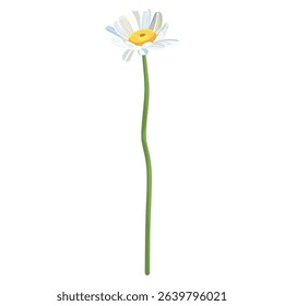 Daisie on a white background. Realistic daisy. Chamomile flowers medicinal. Daisy flower background