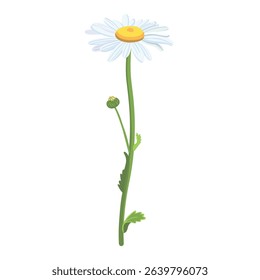 Daisie on a white background. Realistic daisy. Chamomile flowers medicinal. Daisy flower background