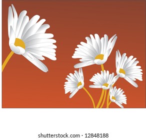 daisies