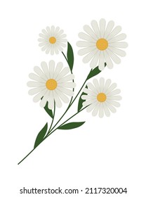 daisies branch design over white