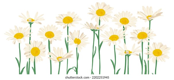 daisies, chamomiles, field flowers, vector drawing wild plants at white background, flowering meadow , hand drawn botanical illustration