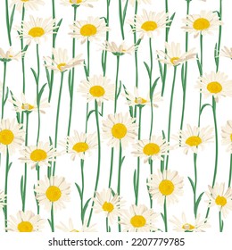 margaritas, chamóiles, flores de campo, dibujo vectorial sin fisuras con plantas silvestres de fondo blanco, pradera florida , ilustración botánica dibujada a mano
