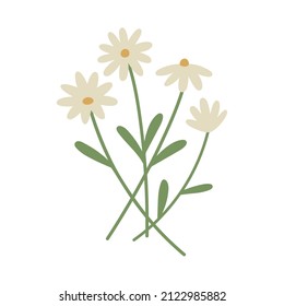 Daisies. Cottage core. Flat design. Hand drawn vector