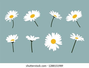 daisies, daisy, wildflowers, white flowers