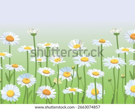 Daisies in the field. Realistic daisies. Chamomile flowers medicinal. Daisy flower background
