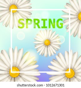 Daisies flowers spring background, cartoon style, vector, illustration, flyer, banner, isolated