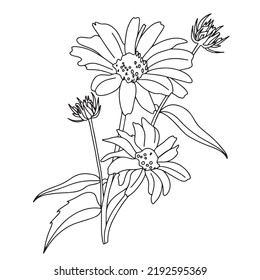 daisies  gerbera blooming flowers in doodle style  illustration for coloring book  coloring pages ai