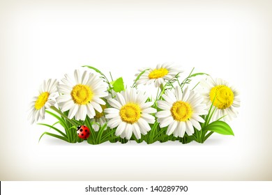 Daisies in grass, vector