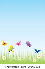 daisies in green grass