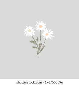 Daisies. Hand drawn botanical vector illustration. Neutral colors. Pencil texture