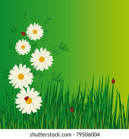 Daisies and ladybugs in the grass. Vector illustration