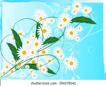 Daisies on a blue background flowers and petals