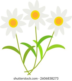 Daisies on isolated background, for design