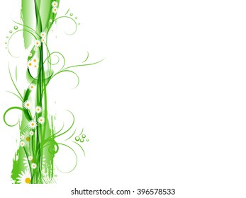 Daisies on white background flowers and petals