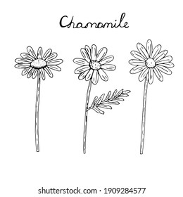 Daisies set, vector illustration, hand drawing sketch