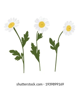 Daisies set vector stock illustration close-up. Spring green flowers. Daisies. Isolated on a white background.