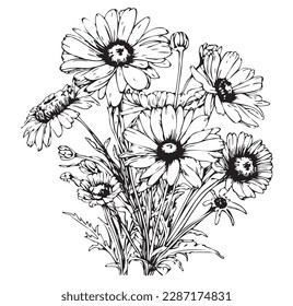 Daisies sketch hand drawn in doodle style illustration