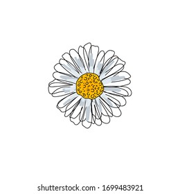 Daisies solid line drawing. Abstract minimal daisy. Doodle in black and white. Beautiful floral background. Chamomile. Vector art illustration for textile, wallpaper. Handwriting. 