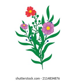 daisies summer white flower isolated on white background