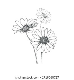 Daisies symbolize innocence and purity