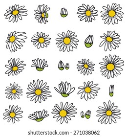 Daisies, vector illustration