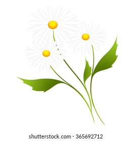 Daisies white.