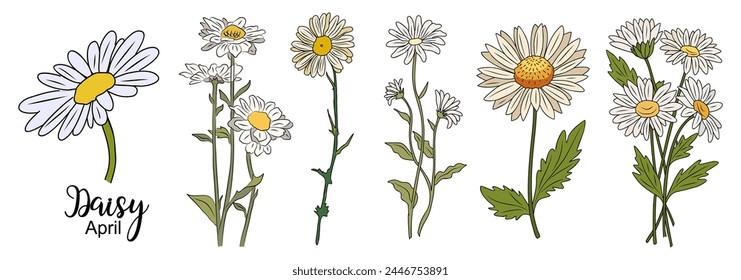 Daisy, April Birth month flower vector isolated.