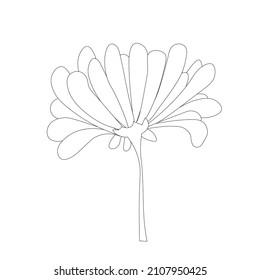 Daisy from below monochrome sketch art design stock vector illustration for web, for print, for coloring page