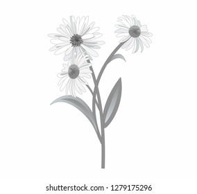 Daisy in black and white