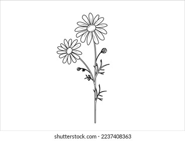 daisy black white hand drawn flower