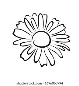 Daisy black-white outline illustration. Chamomile flower isolated. Floral icon.