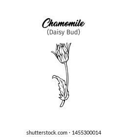 Daisy bud freehand vector illustration. Young German chamomile, Matricaria chamomilla outline with title. Honey plant, wild flower monochrome engraving. Homeopathic herb, wildflower