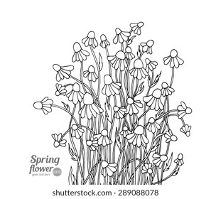Daisy, camomile, chamomile wild forest flowers bouquet. Vector. Hand drawn artwork. Love concept for wedding invitations, cards, tickets, congratulations. Black and white