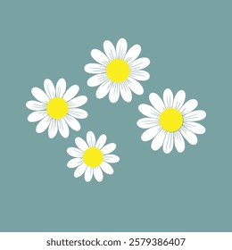 Daisy Camomile set. Four white chamomile icon. Cute round flower head plant collection. Love card symbol. Growing concept. 