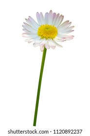 Daisy or chamomile flower isolated on white background, vector illustration photo realistic macro.