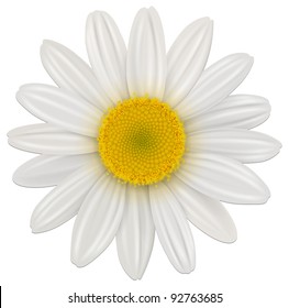 Daisy, chamomile flower isolated; vector.