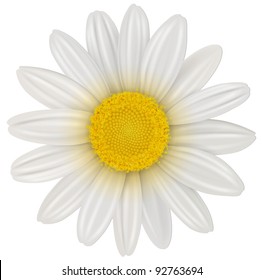 Daisy, Chamomile Flower Isolated; Vector.