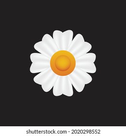 Daisy, chamomile flower vector illustration. Cute flower plant isolated on a black background. 3d illustration. 